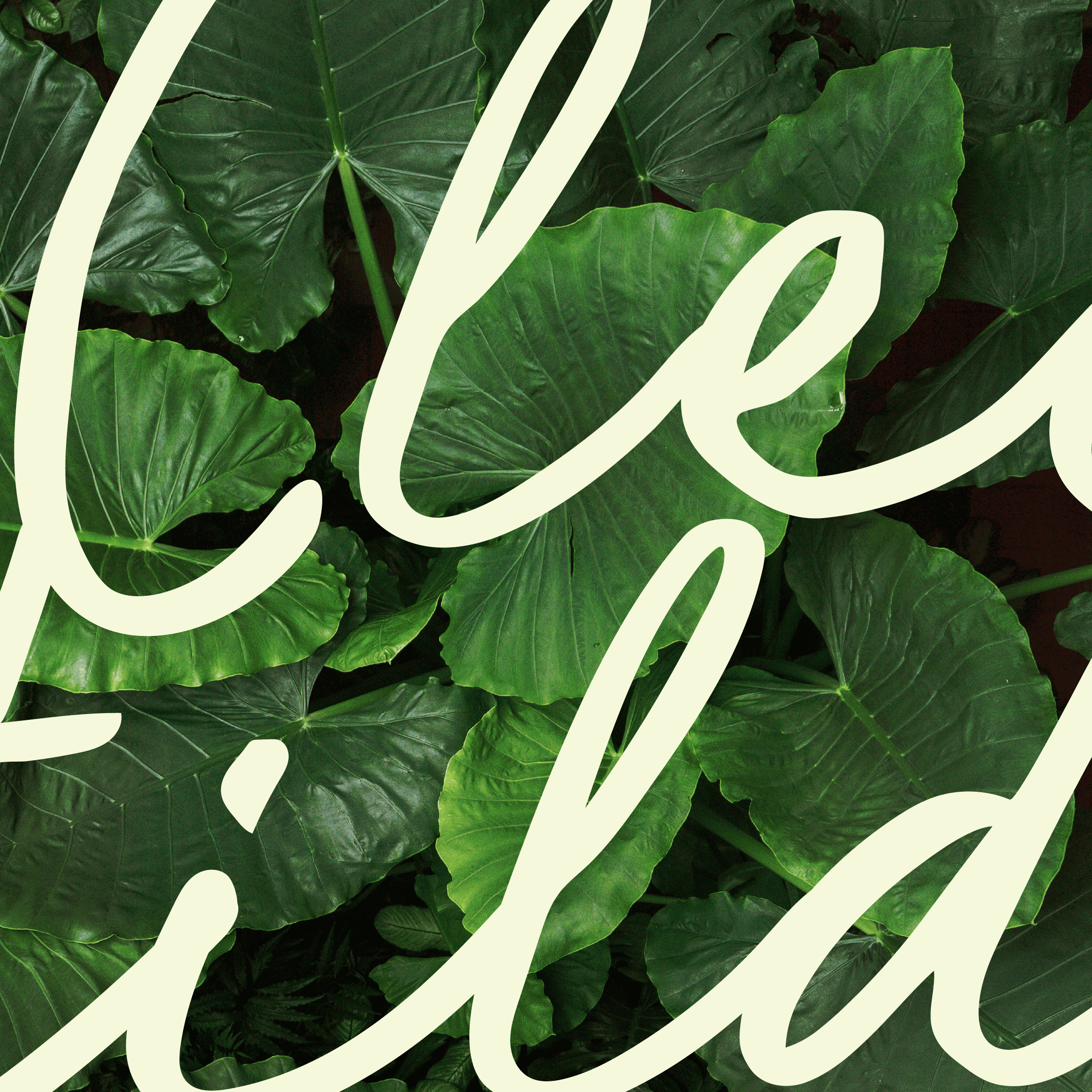 Lush green tropical leaves emphasizing eco-friendly and sustainable living.