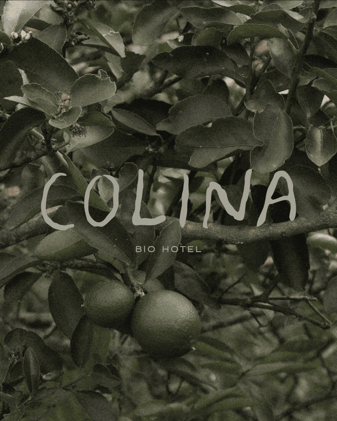Limon tree with green fruits, lush foliage, and natural setting for organic hotel branding.