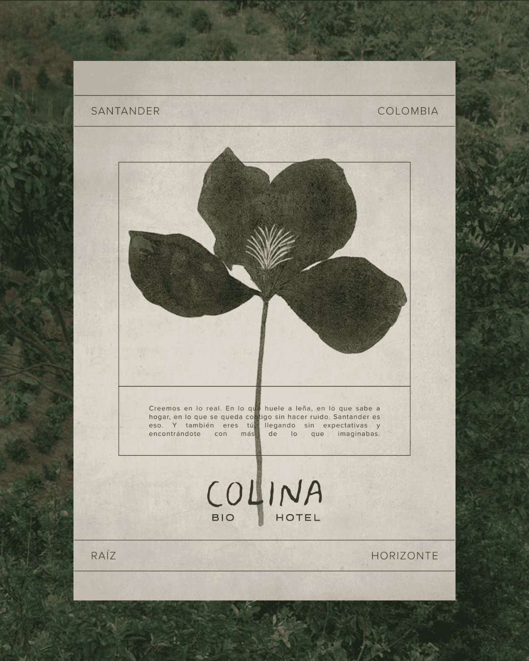 Vintage botanical illustration of a plant from Colombia, emphasizing eco-friendly and natural aesthe.