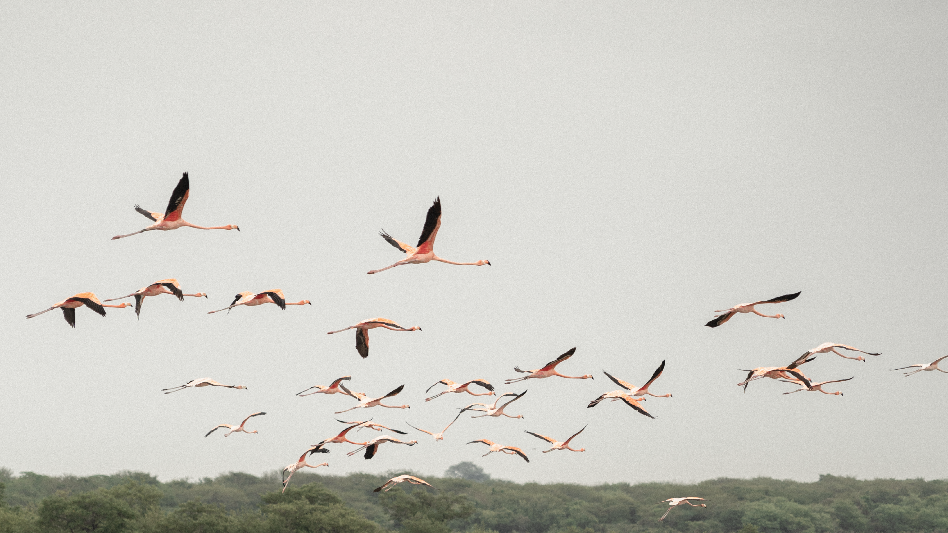 Flamingos flying over a lush green landscape during sunrise.