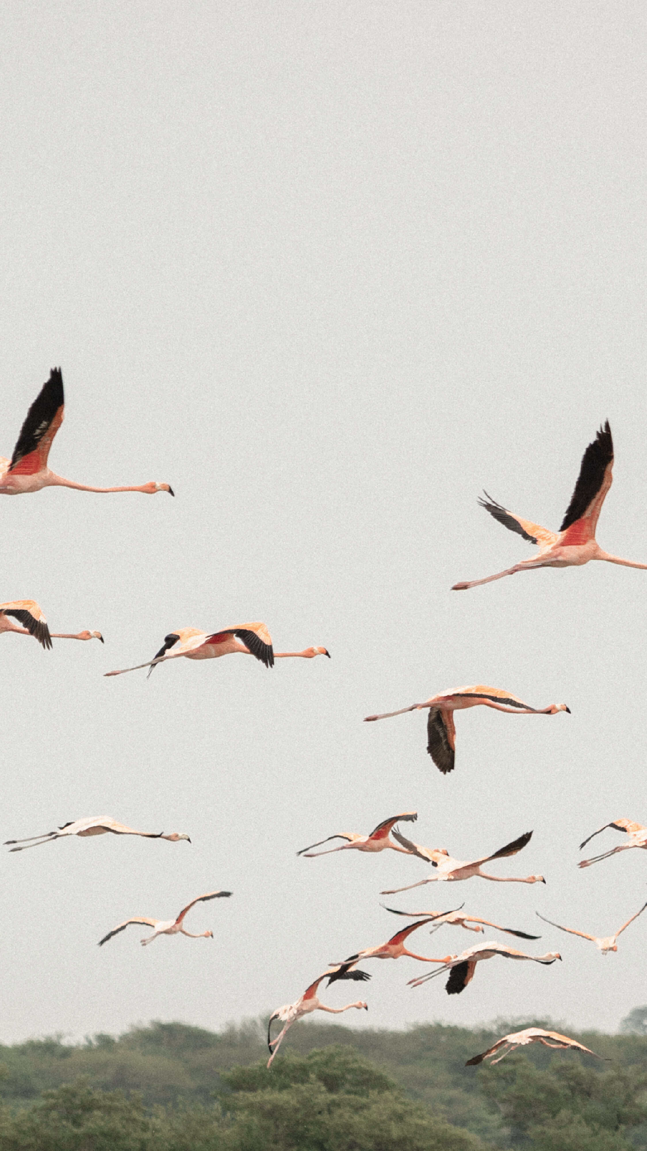 Group of flamingos flying over lush green landscape during sunset.